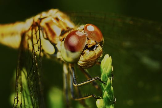 Portrait of a dragonfly in the garden in summer                               