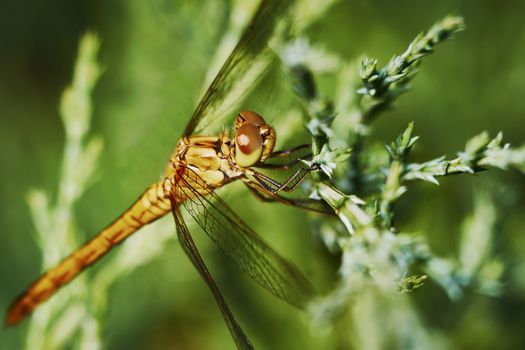 Portrait of a dragonfly in the garden in summer                               