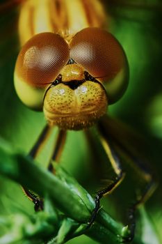 Portrait of a dragonfly in the garden in summer                               