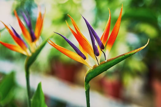 Beautiful flowers of Strelitzia in the flower shop