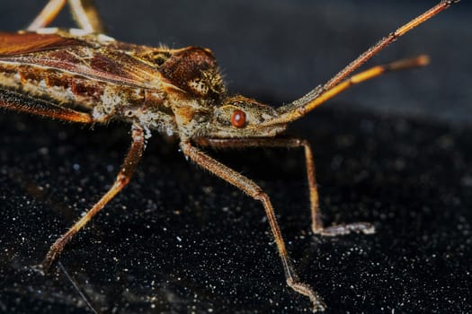 Little brown grasshopper closeup
                               