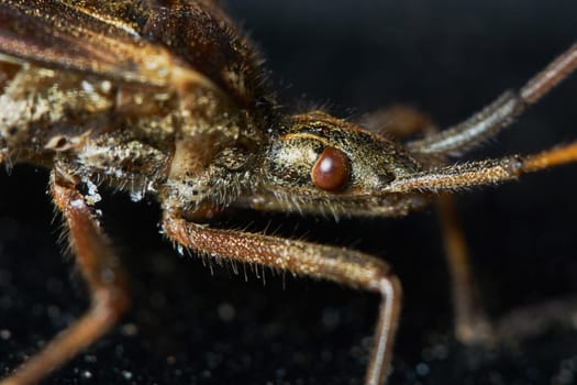 Little brown grasshopper closeup
                               
