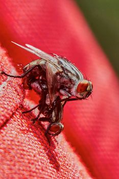 Two flies making love on a red umbrella                               