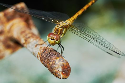 Portrait of a dragonfly in the garden in summer                               