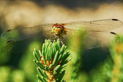 Portrait of a dragonfly in the garden in summer                               