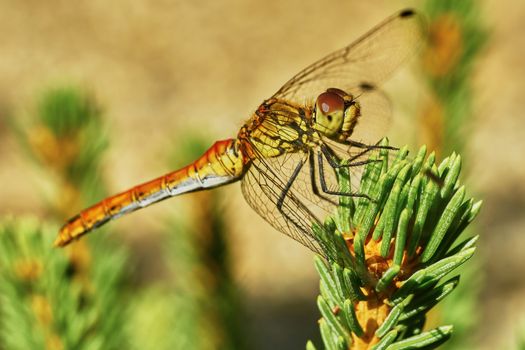 Portrait of a dragonfly in the garden in summer                               