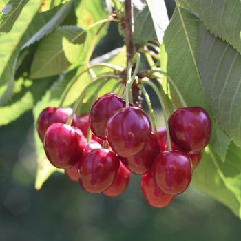 Red and sweet cherries  in early summer