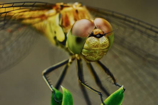 Portrait of a dragonfly in the garden in summer                               