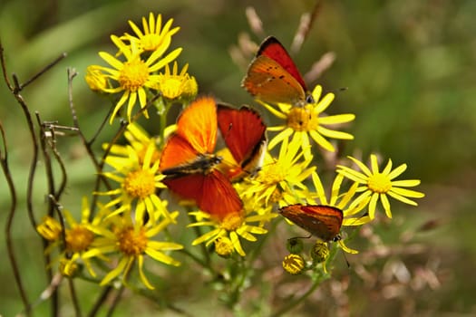 Many red butterflies on yellow flowers and green background. Yellow flowers Ragwort with red butterfly Scarce Copper