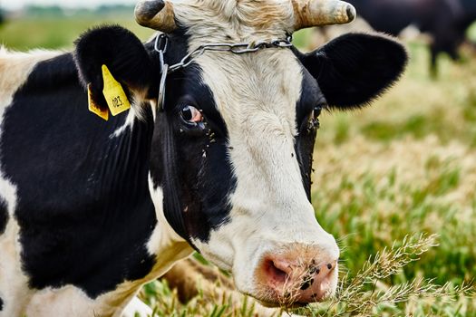 Cow on a summer pasture