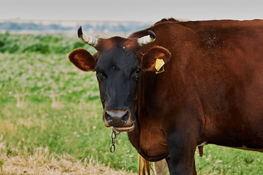 Cow on a summer pasture