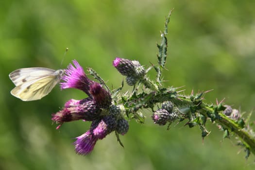 Thistle flower with black veined white butterfly