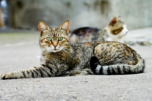 Two homeless cats on the streets of the city in the 
summer