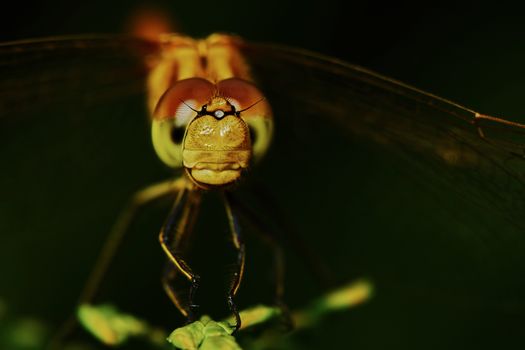 Portrait of a dragonfly in the garden in summer                               