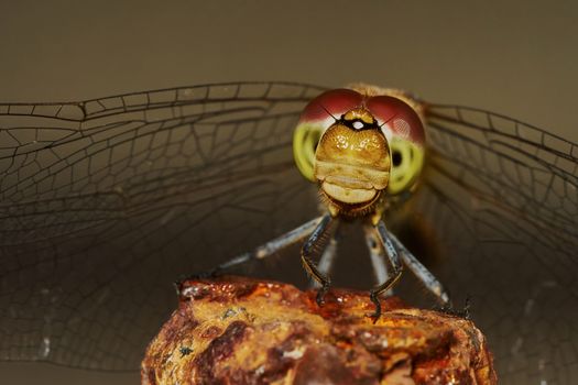 Portrait of a dragonfly in the garden in summer                               