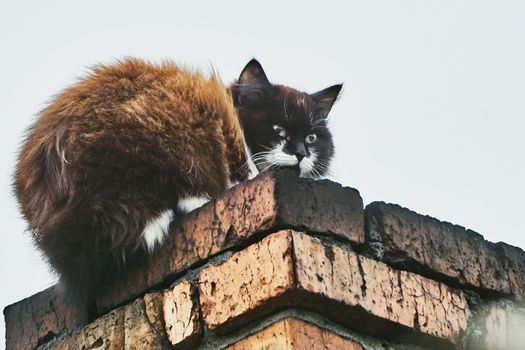 Cat on the chimney on the roof