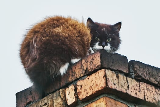 Cat on the chimney on the roof