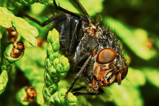 Gray fly sat down to rest on a hot day