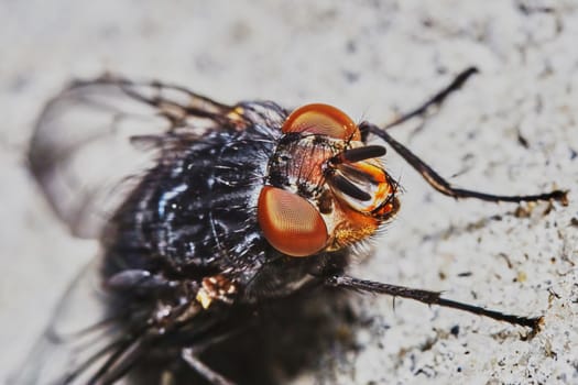 Gray fly sat down to rest on a hot day