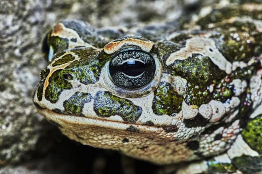 Green frog in the garden path                               