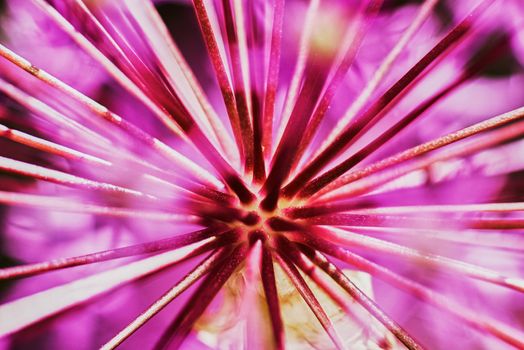 Purple Allium Flower Bulbs close-up                               