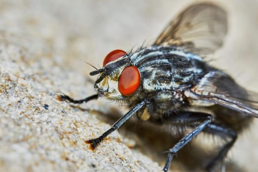 Gray fly sat down to rest on a hot day