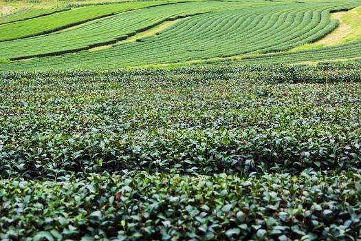 Green tea farm plantation