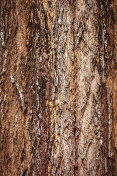 Tree bark texture full frame in nature