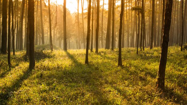 sun ray shinning thought fog of pines forest