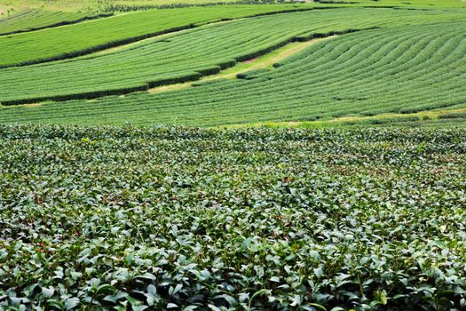 Green tea farm plantation