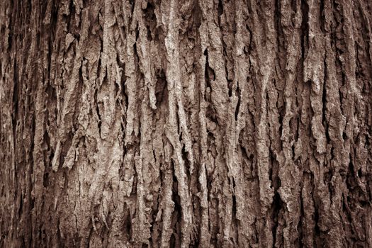 Tree bark texture full frame in nature