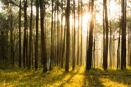 sunray shinning thought fog of pines forest