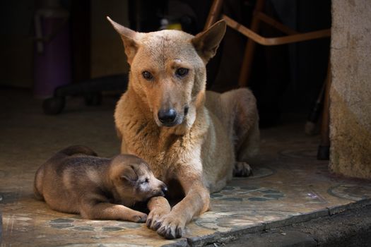 Mather and baby dog sleeping at the door home
