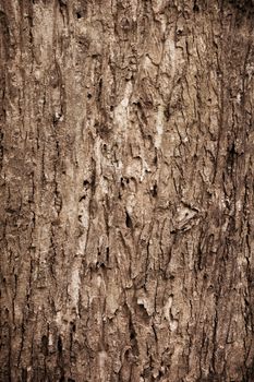 Tree bark texture full frame in nature