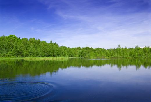 Lake nad forest. View of the lake near the forest in summer.