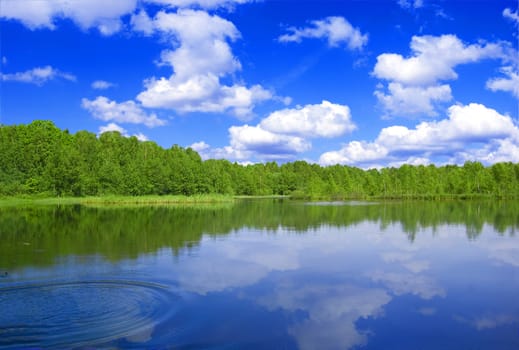 Lake nad forest. View of the lake near the forest in summer.