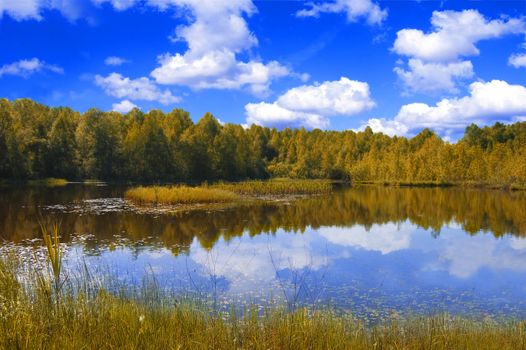 Lake nad forest. View of the lake near the forest in fall.