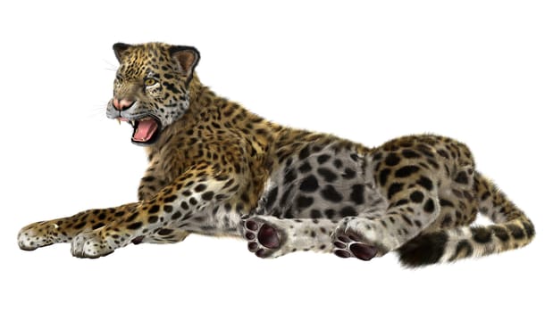 3D digital render of a big cat jaguar resting isolated on white background