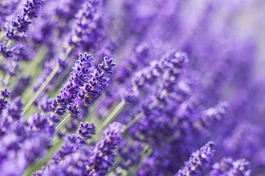 lavender flowers