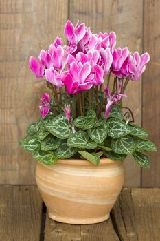 cyclamen persicum in a flower pot