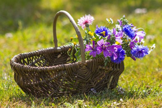 wildflowers in a basket