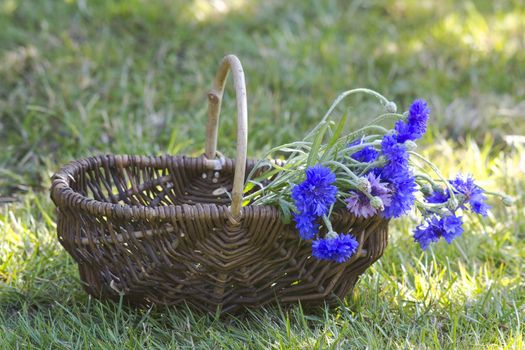 cornflowers in a basket