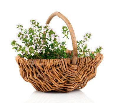 Bundle of fresh Thyme in a wicker basket, on a white background