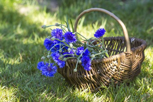 cornflowers in a basket