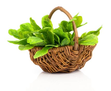 Bundle of fresh sage in a wicker basket, on a white background