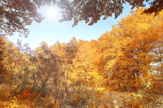 Autumn scenery. Beautiful gold fall in forest.