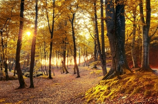 Autumn scenery. Beautiful gold fall in forest.