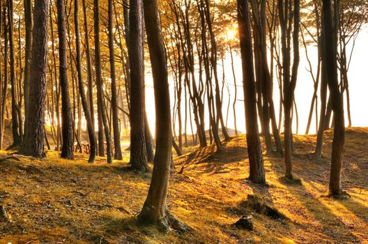 Autumn scenery. Beautiful gold fall in forest.