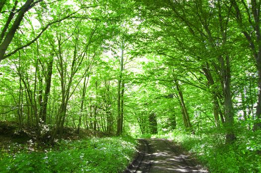 Forest conceptual image. Path in the green forest.