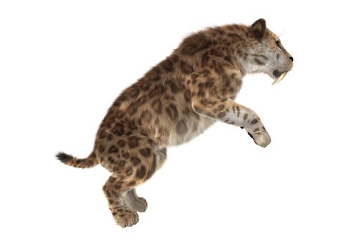 3D digital render of a smilodon or a saber toothed cat isolated on white background